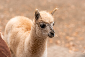 Brown alpaca. Alpaca. Large portrait of an alpaca. Animal life in the wild.
