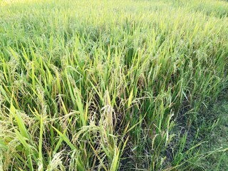 Rice field in the morning. Close up of rice field.