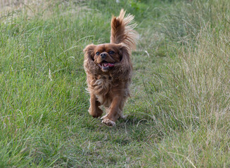 Fototapeta premium Cavalier King Charles Spaniel running 