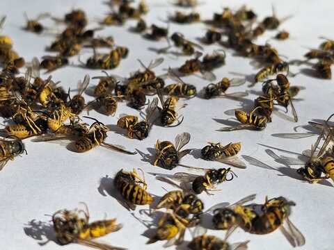 group of dead bees - yellowjackets