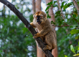 Close-up of a curious brown lemur(Eulemur fulvus) perched on a tree branch in the lush Andasibe Reserve forest in Madagascar. The lemur's large orange eyes are the focus of the image.