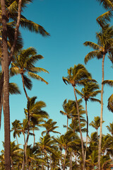 palm trees on the beach © Lucas