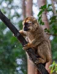 Close-up of a curious brown lemur(Eulemur fulvus) perched on a tree branch in the lush Andasibe Reserve forest in Madagascar. The lemur's large orange eyes are the focus of the image.