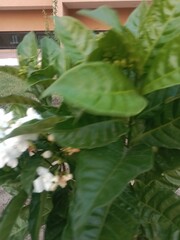 Jasminum sambac flower pattern or Arabian jasmine flower pattern in the garden 