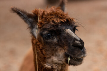 Fototapeta premium Brown alpaca. Alpaca. Large portrait of an alpaca. Animal life in the wild.