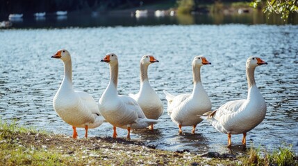 Obraz premium A gaggle of geese waddles by a serene lake, honking and flapping as they search for food
