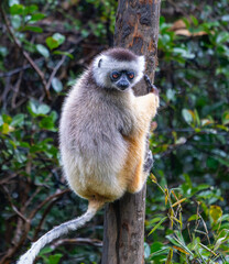 A Verreaux's(Diademed) Sifaka clings to a tree in a lush forest. The sifaka has white and yellow fur with dark hands and feet. Andasibe Reserve, Madagascar.