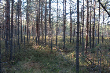 Riding bogs in the Moscow region, Russia, in the National reserve Crane Homeland. Pine trees