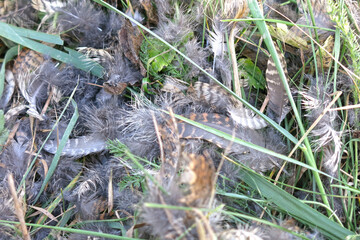 Obraz premium mottled feathers are lying on the grass in the reserve; a pert bird