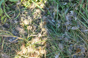 mottled feathers are lying on the grass in the reserve; a pert bird