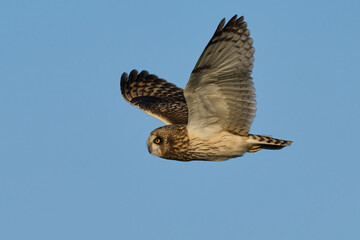 Short-eared owl (Asio flammeus)