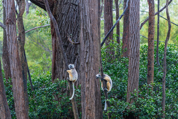Two Verreaux's(Diademed) Sifakas climbing trees in a dense forest. The lemurs have white fur with dark patches and long tails. Andasibe Reserve, Madagascar. © twabian