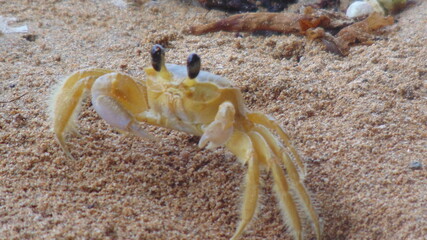 Un petit crabe jaune sur la plage