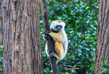 A Verreaux's(Diademed) Sifaka clings to a tree in a lush forest. The sifaka has white and yellow fur with dark hands and feet. Andasibe Reserve, Madagascar.