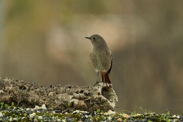 colirrojo tizón (Phoenicurus ochruros) en la charca