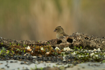  pinzón vulgar (Fringilla coelebs) en el estanque
