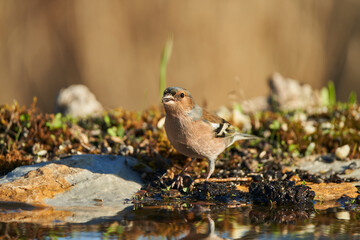  pinzón vulgar (Fringilla coelebs) en el estanque