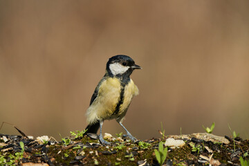 carbonero común (Parus major) en el parque