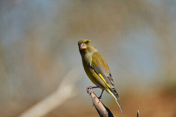 El verderón europeo o verderón común (Chloris chloris)