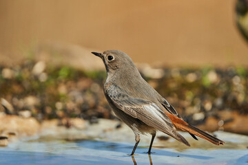 colirrojo tizón (Phoenicurus ochruros) en la charca
