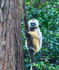 A Verreaux's(Diademed) Sifaka clings to a tree in a lush forest. The sifaka has white and yellow fur with dark hands and feet. Andasibe Reserve, Madagascar.