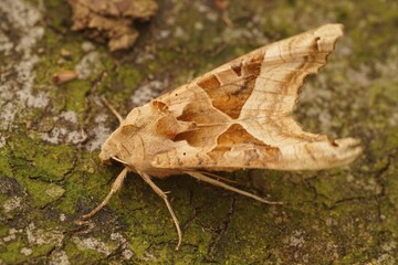 Closeup on hte lightbrown Angle Shades owlet moth, Angle Shades sitting on wood