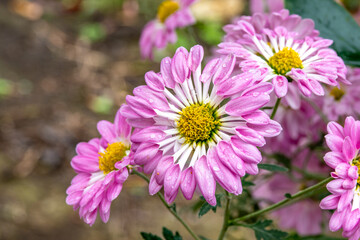 Chrysanthemums with tubulous petals