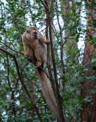 A close-up photograph of a brown lemur(Eulemur fulvus)  perched on a tree branch, peeking out from the lush foliage of the Andasibe Reserve in Madagascar.