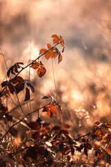 Zimowa łąka i poranne światło, szron i mróz,  rośliny w ujęciu makro, efekt bokeh, tło, tapeta do projektu © anettastar