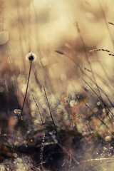 Zimowa łąka i poranne światło, szron i mróz,  rośliny w ujęciu makro, efekt bokeh, tło, tapeta do projektu © anettastar