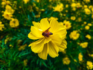 bee on yellow flower