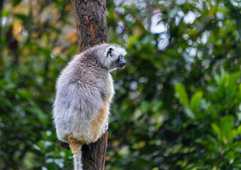 Fototapeta premium A Verreaux's(Diademed) Sifaka clings to a tree in a lush forest. The sifaka has white and yellow fur with dark hands and feet. Andasibe Reserve, Madagascar.