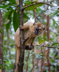 A close-up photograph of a brown lemur(Eulemur fulvus)  perched on a tree branch, peeking out from the lush foliage of the Andasibe Reserve in Madagascar.