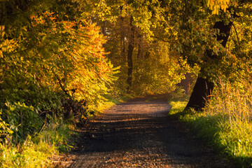 Jesienny wschód słońca, piękny widok, krajobraz. Mglisty poranek i pierwsze słoneczne promienie, tło natury, tapeta © anettastar