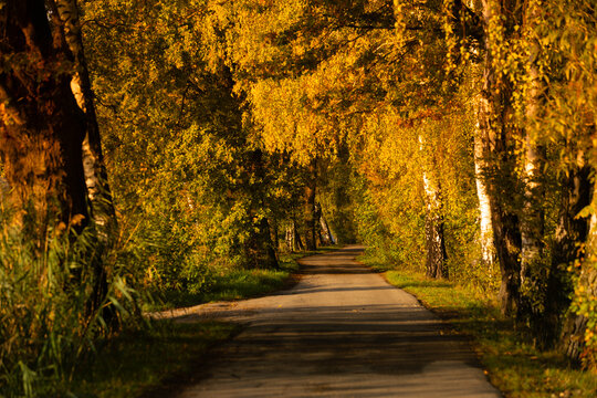 Fototapeta Jesienny wschód słońca, piękny widok, krajobraz. Mglisty poranek i pierwsze słoneczne promienie, tło natury, tapeta
