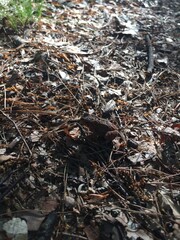 pile of garbage yard