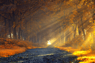 Jesienny wschód słońca, piękny widok, krajobraz. Mglisty poranek i pierwsze słoneczne promienie, tło natury, tapeta © anettastar