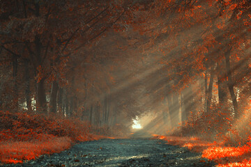 Jesienny wschód słońca, piękny widok, krajobraz. Mglisty poranek i pierwsze słoneczne promienie, tło natury, tapeta © anettastar