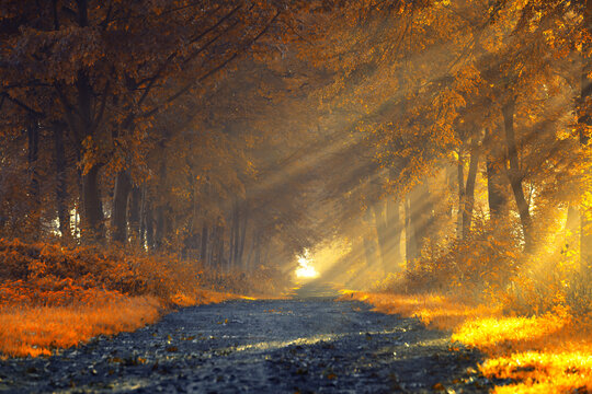 Fototapeta Jesienny wschód słońca, piękny widok, krajobraz. Mglisty poranek i pierwsze słoneczne promienie, tło natury, tapeta