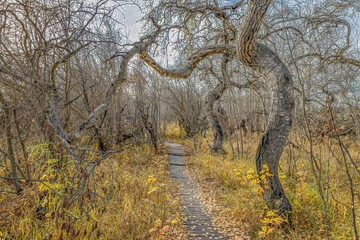 Crooked Bush near Hafford, Saskatchewan