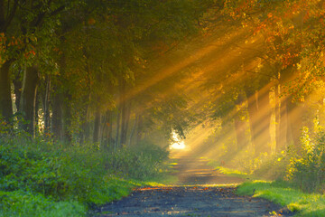 Jesienny wschód słońca, piękny widok, krajobraz. Mglisty poranek i pierwsze słoneczne promienie, tło natury, tapeta © anettastar