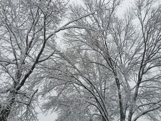 trees in snow