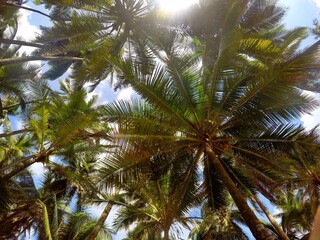 coconut palm tree