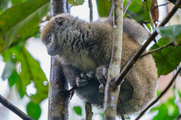 A close-up of a Bamboo Lemur perched on a tree branch. The lemur has soft, brownish-grey fur and bright, expressive eyes. Andasibe Reserve, Madagascar.