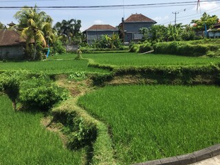 rice terraces in island