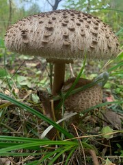Close-Up of Spotted Mushroom in Lush Forest Setting
