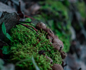 Obraz premium forest macro shot of moose and mushrooms in the autumn period November Europe. High quality photo