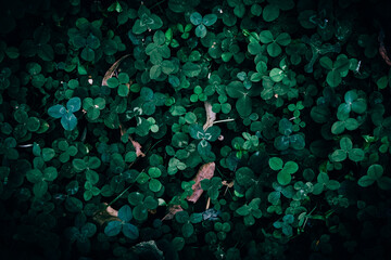 A close up of a green clover pattern texture