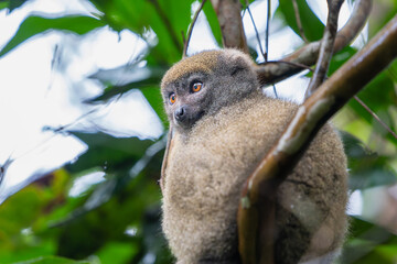 A close-up of a Bamboo Lemur perched on a tree branch. The lemur has soft, brownish-grey fur and bright, expressive eyes. Andasibe Reserve, Madagascar.