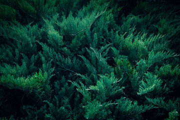 Dark green Juniper bush branches pattern texture